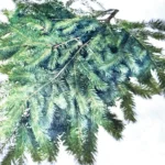 Bulk Fresh Douglas Fir Boughs