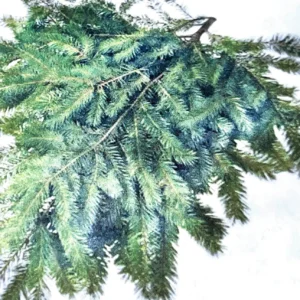 Bulk Fresh Douglas Fir Boughs