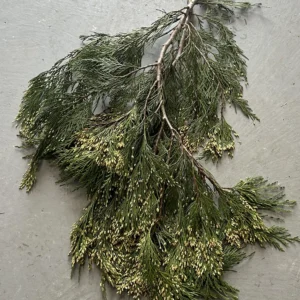 Bulk Fresh Gold Incense Cedar Boughs