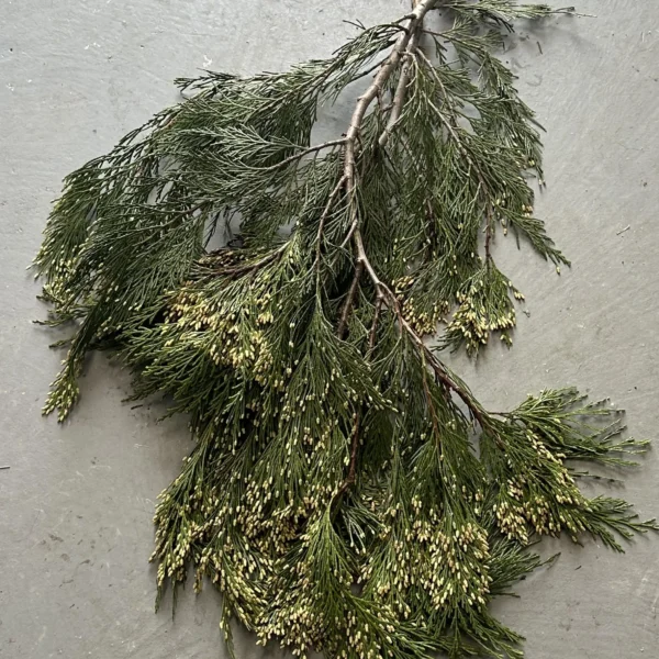 Bulk Fresh Gold Incense Cedar Boughs
