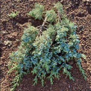 Juniper Berry Boughs