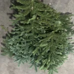 Noble Fir Wintergreen Branches