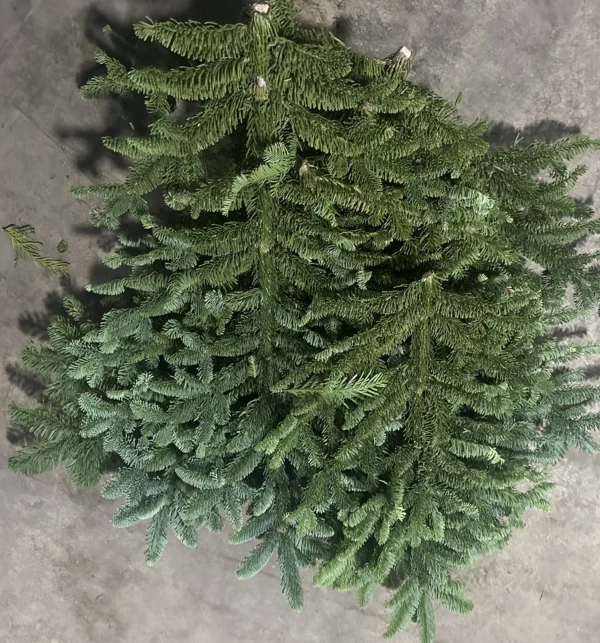 Noble Fir Wintergreen Branches