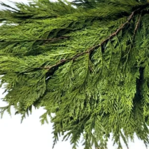 Bulk Port Orford Cedar Boughs