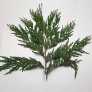 Bulk Western Cedar