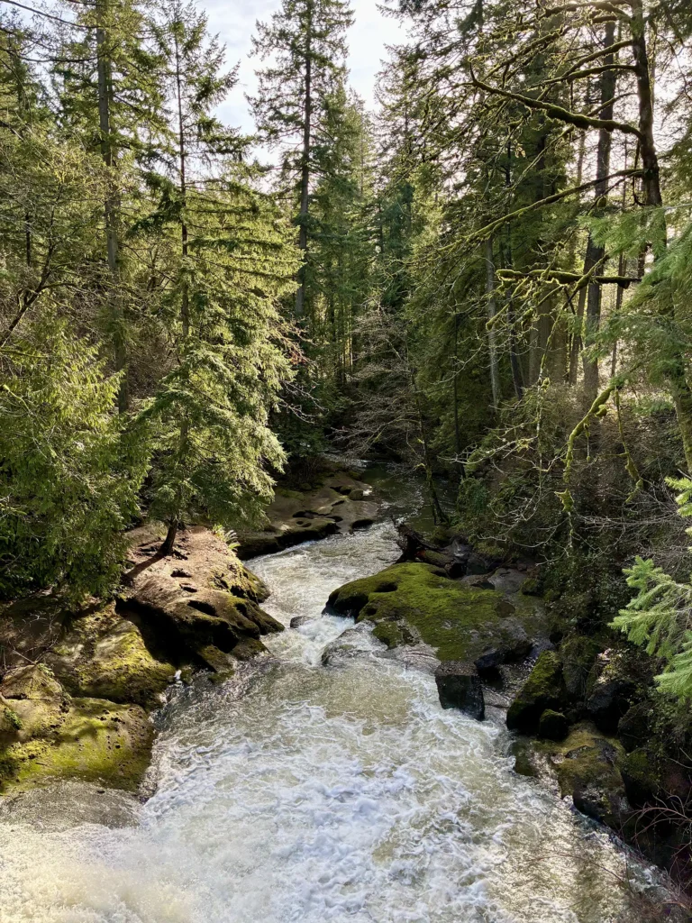 Oregon Forest with Moss and Branches