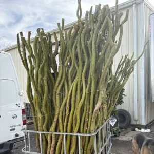 Bulk Curly Willow Stalks Product Photo